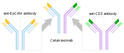 Catumaxomab structure.svg