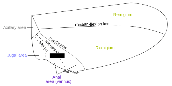 Areas of insect wing.svg