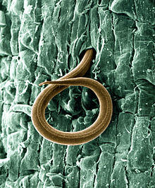 A juvenile root-knot nematode (Meloidogyne incognita) penetrates a tomato root - USDA-ARS.jpg