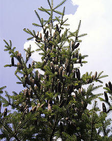 Abies balsamea.jpg