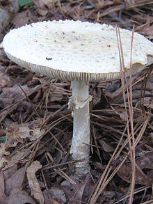 Amanita cokeri 52268.jpg