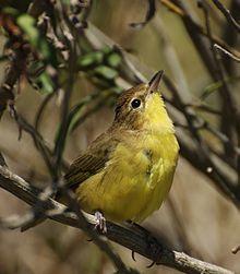 Geothlypis velata, Uruguay - 20080205.jpg