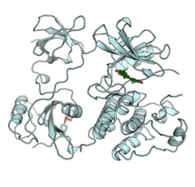 Hck protein tyrosine kinase.png