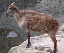Himalaja-Tahr.JPG