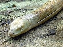 Ophisaurus apodus (3).jpg