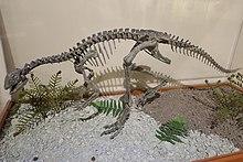 Othnielosaurus fruita 1.jpg