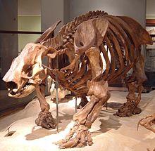 Paramylodon fossil at Texas Memorial Museum.jpg