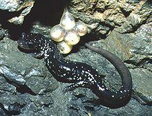 Plethodon albagula.jpg