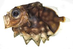 Oreosoma atlanticum SI.jpg