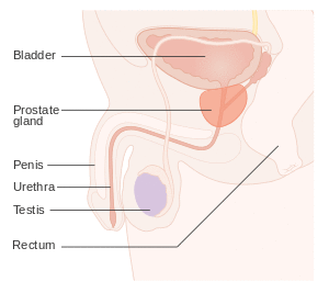 Diagram showing the position of the prostate and rectum CRUK 358.svg