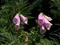 Digitalis purpurea (Żywiec, VII 2006).JPG