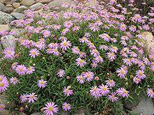 Brachyscome angustifolia.jpg
