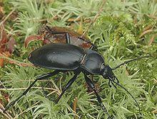Carabus glabratus.jpg