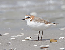 Charadrius ruficapillus.jpg