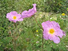 Cistus incanus 2004.jpg