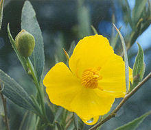 Dendromecon rigida (NPS).jpg