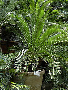 Encephalartos caffer.jpg