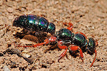 Female blue ant04.jpg