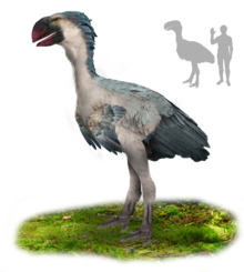 A big bird with blue-gray feathers, a white underbelly, and a large, parrot-like, red beak