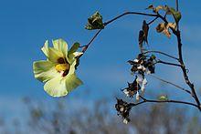 Gossypium barbadense.jpg