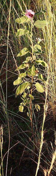 Gossypium sturtianum habit.jpg