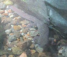Hynobius kimurae (adult)2.jpg
