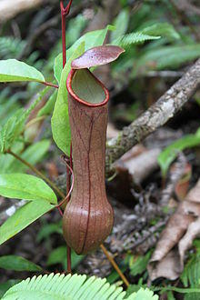 Nepenthes distillatoria 2.jpg
