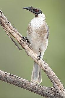 Philemon corniculatus - Glen Davis.jpg