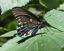 Pipevineswallowtail.JPG