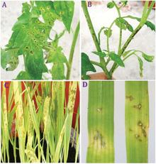 Pseudomonas cannabina pv. alisalensis.png