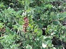 Stegnosperma Cubense.JPG