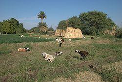 A field in Dongola