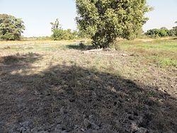 Rice cultivation in Benin - panoramio - Africa Rice Center (12).jpg