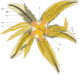 Diagram of starfish anatomy