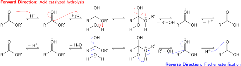 The acid-catalyzed hydrolysis of an ester and Fischer esterification correspond to two directions of an equilibrium process.