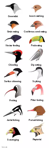 Illustration of the heads of 16 types of birds with different shapes and sizes of beak