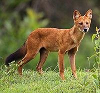 Dhole (Asiatic wild dog) cropped.jpg
