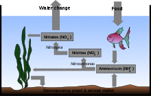 Drawing showing cross-section of the ocean. The bottom is labeled "Decomposing plant & animal matter". An arrow points from seaweed to the bottom. Another arrow points to a rectangle labeled Ammonium (NH+ 4). A two-headed arrow is labeled Nitrosomonas and points back to the seaweed and also to another rectangle labeled Nitrites (NO− 2). Another arrow labeled Nitrospira points to another rectangle labeled Nitrates (NO− 3). Another arrow points back to the seaweed. Another arrow points to the air above the ocean surface and is labeled Water change. Another arrow, labeled Food points from the air to a fish below the surface. A final arrow points to the rectangle labeled Ammonium (NH+ 4).