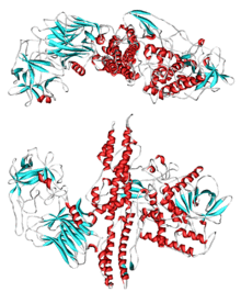 Botulinum toxin 3BTA.png