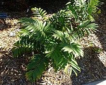 Ceratozamia microstrobila - Marie Selby Botanical Gardens - Sarasota, Florida - DSC01125.jpg