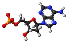 Ball-and-stick model of the deoxyadenosine monophosphate anion