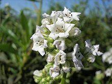 Eriodictyontrichocalyx.jpg