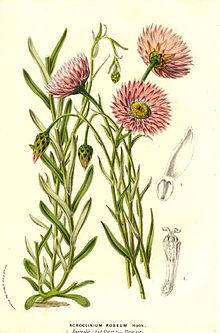 Helipterum roseum.jpg