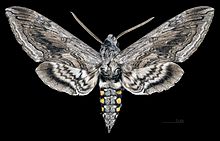 Manduca quinquemaculata MHNT CUT 2010 0 116 Schuylkill Haven, Schuylkill Co. Penna male dorsal.jpg