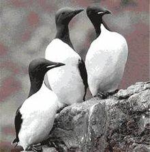 ThickbilledMurre23.jpg