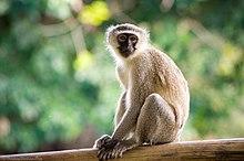 Vervet Monkey (Chlorocebus pygerythrus).jpg