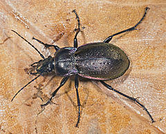Carabus nemoralis MHNT Dos.jpg