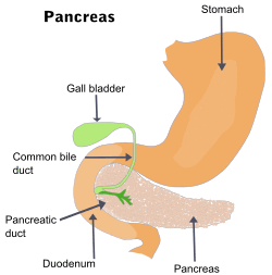 Illu pancrease.svg