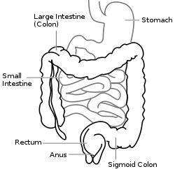 Intestine-diagram.svg