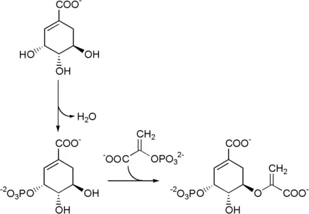 Chorismate pathway 1.png